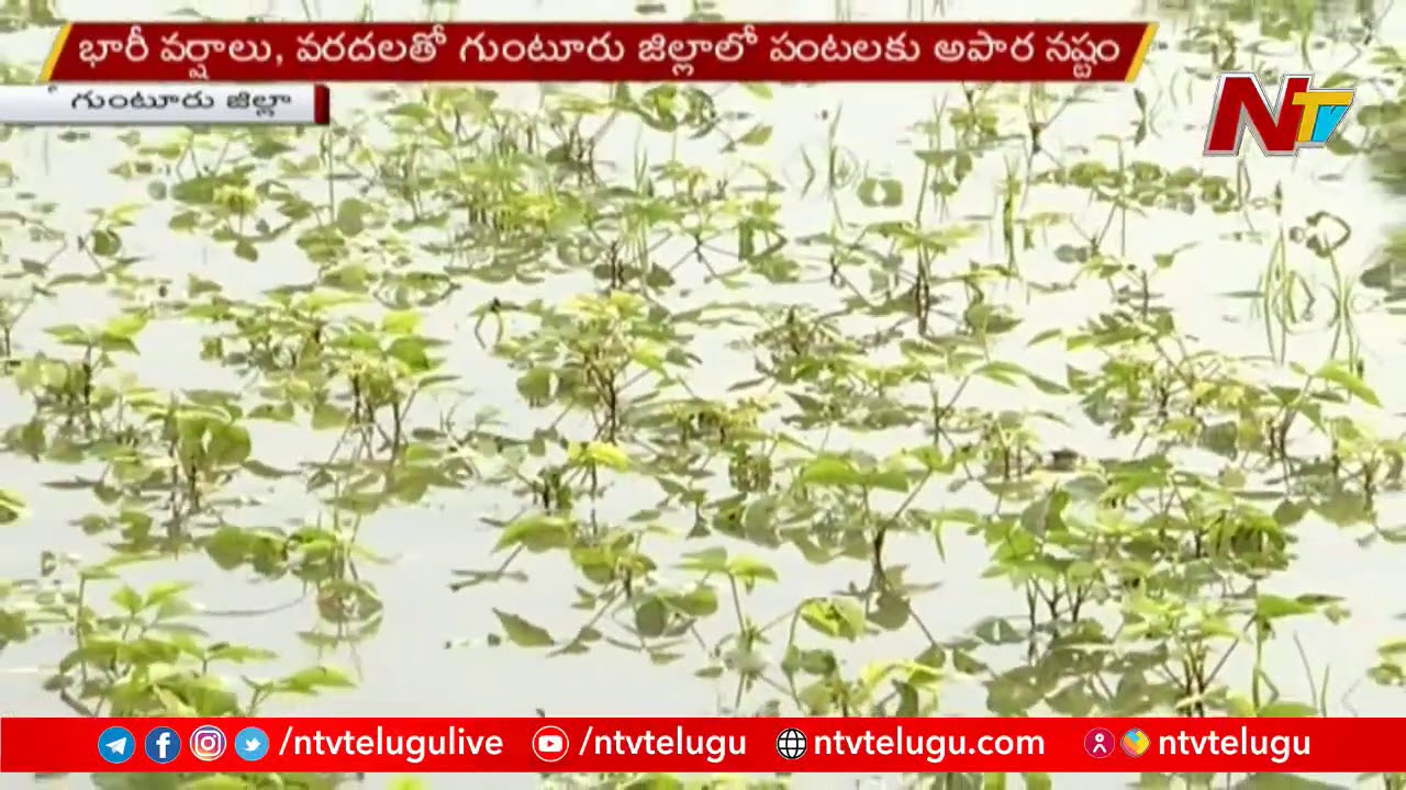 Crops Submerged In Floods, Farmers Suffer Huge Loss In Guntur | Ntv