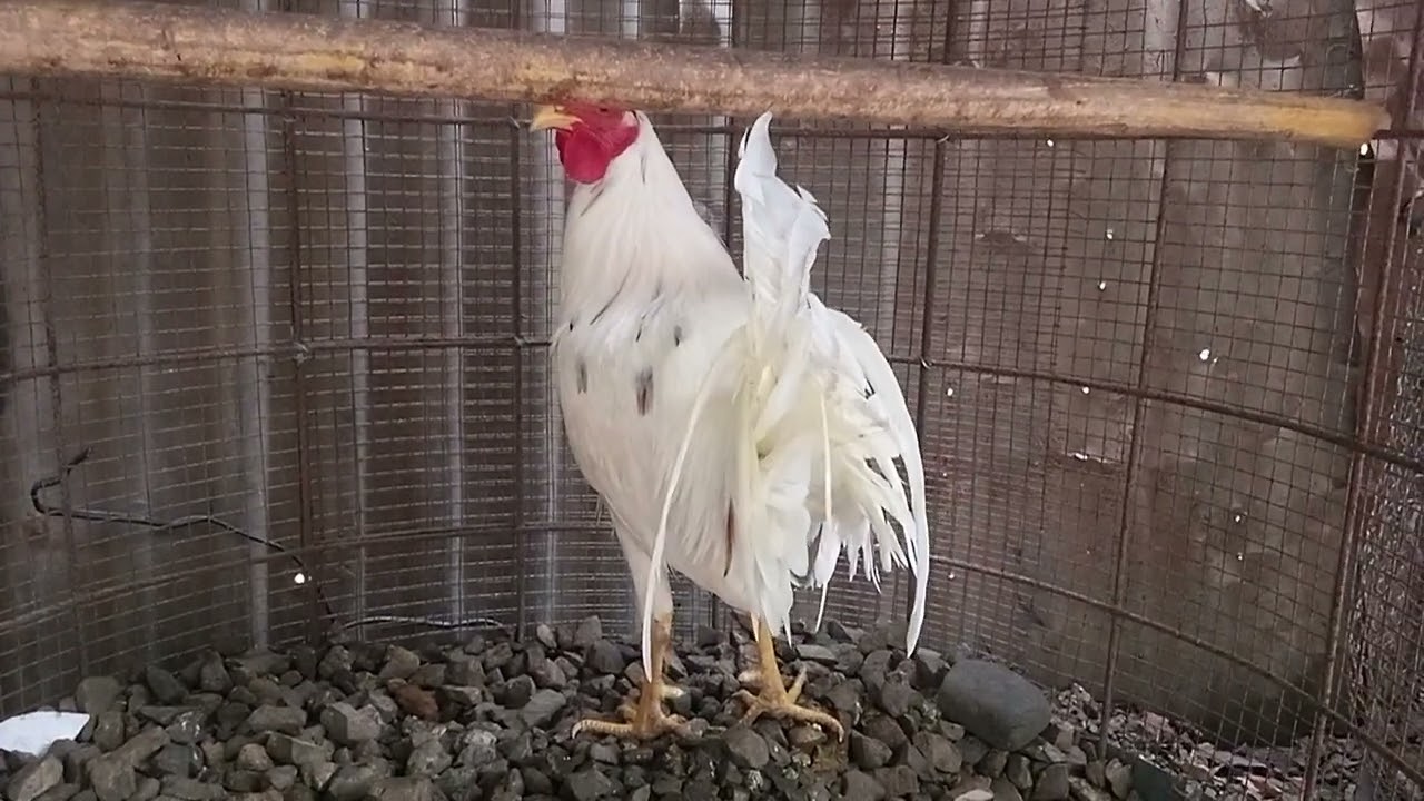 Mostrando los pollos están topados listo pará proceder al cuido de Buenas líneas Suscríbete al Canal