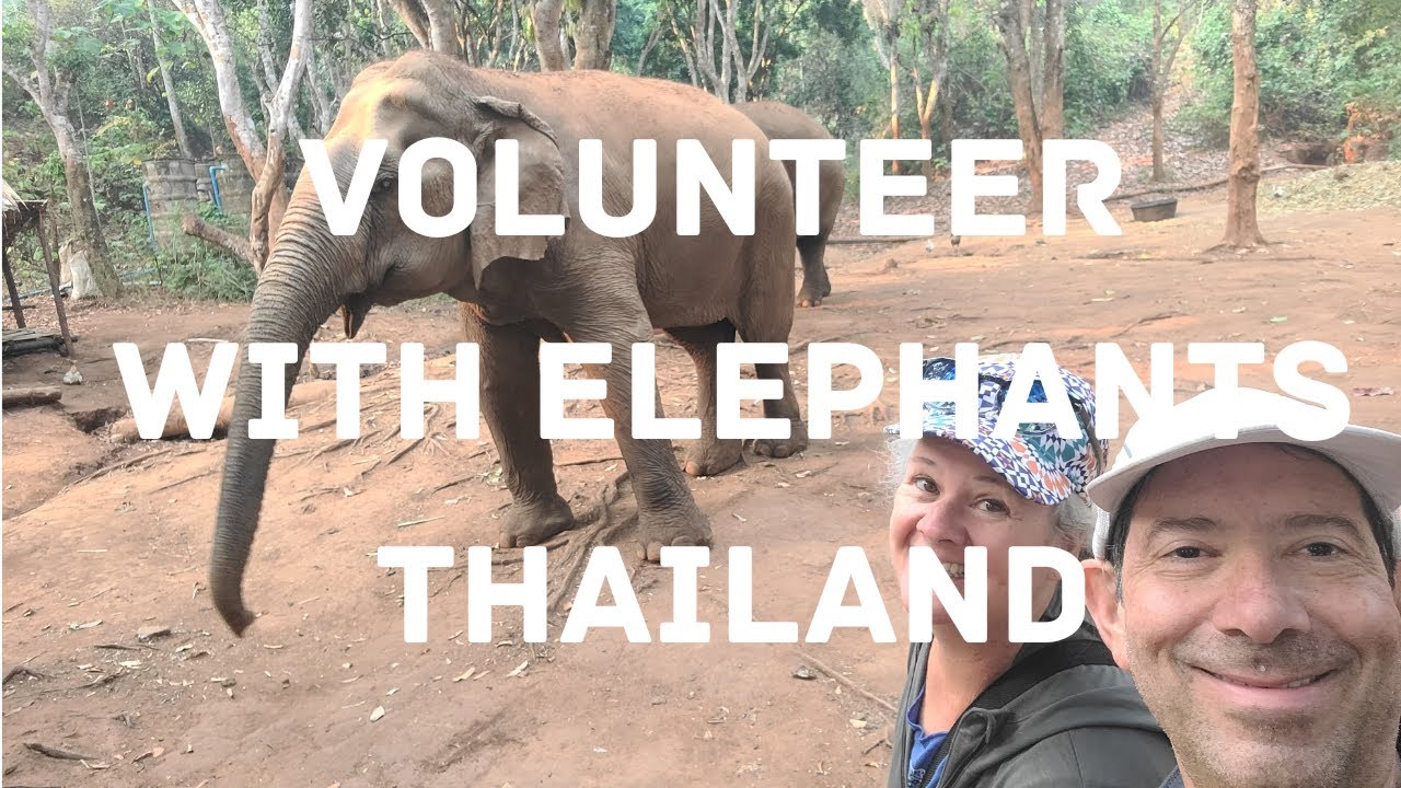 Volunteer with Elephants in Thailand