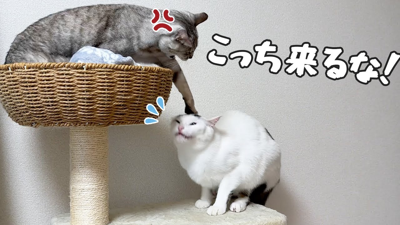最近チロさんとマロちゃんの仲が悪いです…