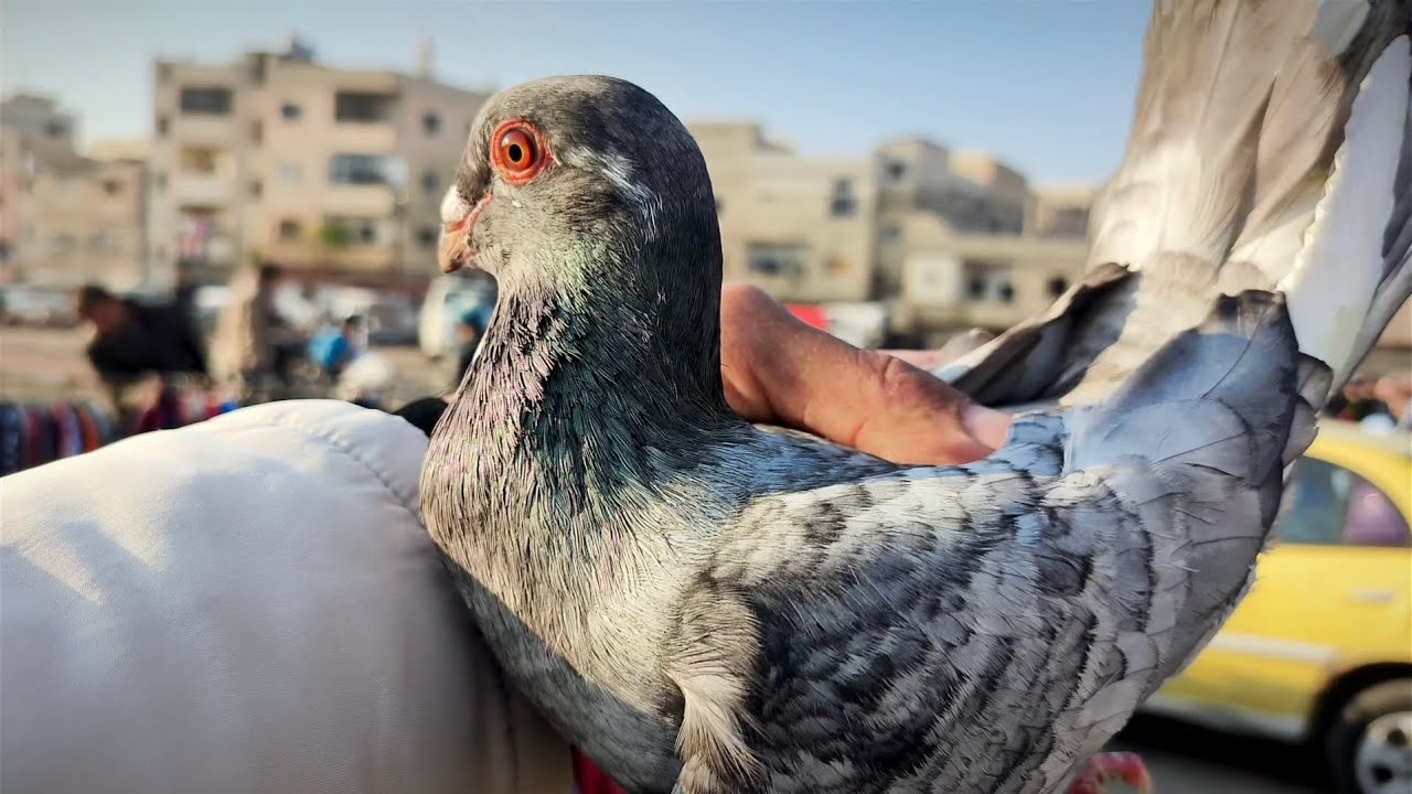 سوق الحمام كل طير له سعر😎