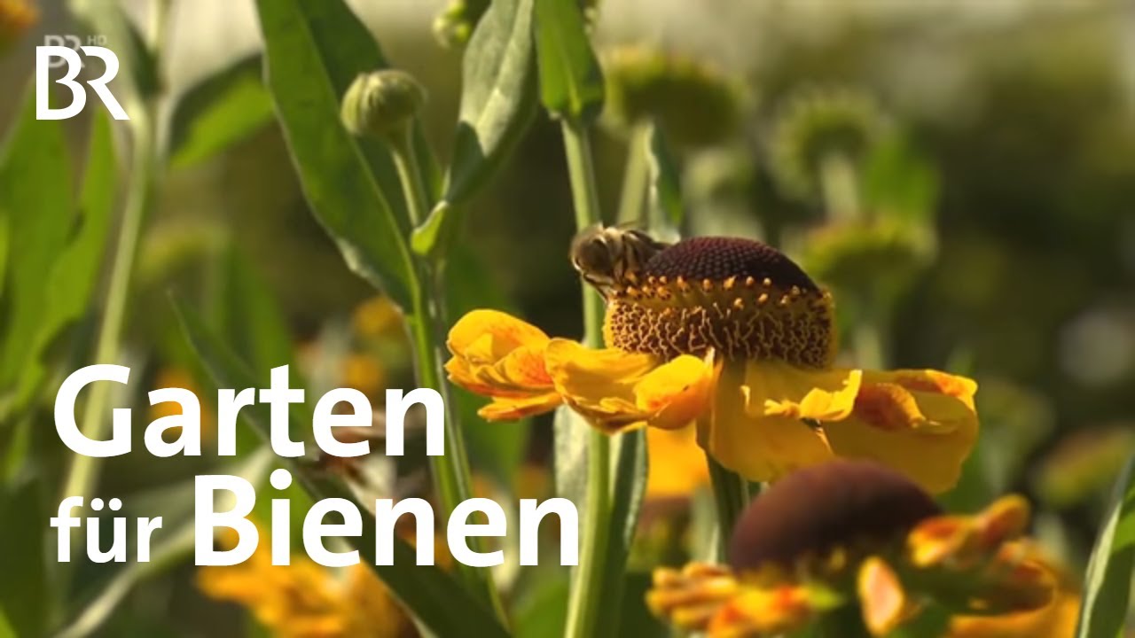 Garten für Bienen in Ellingen | Frankenschau | Reportage