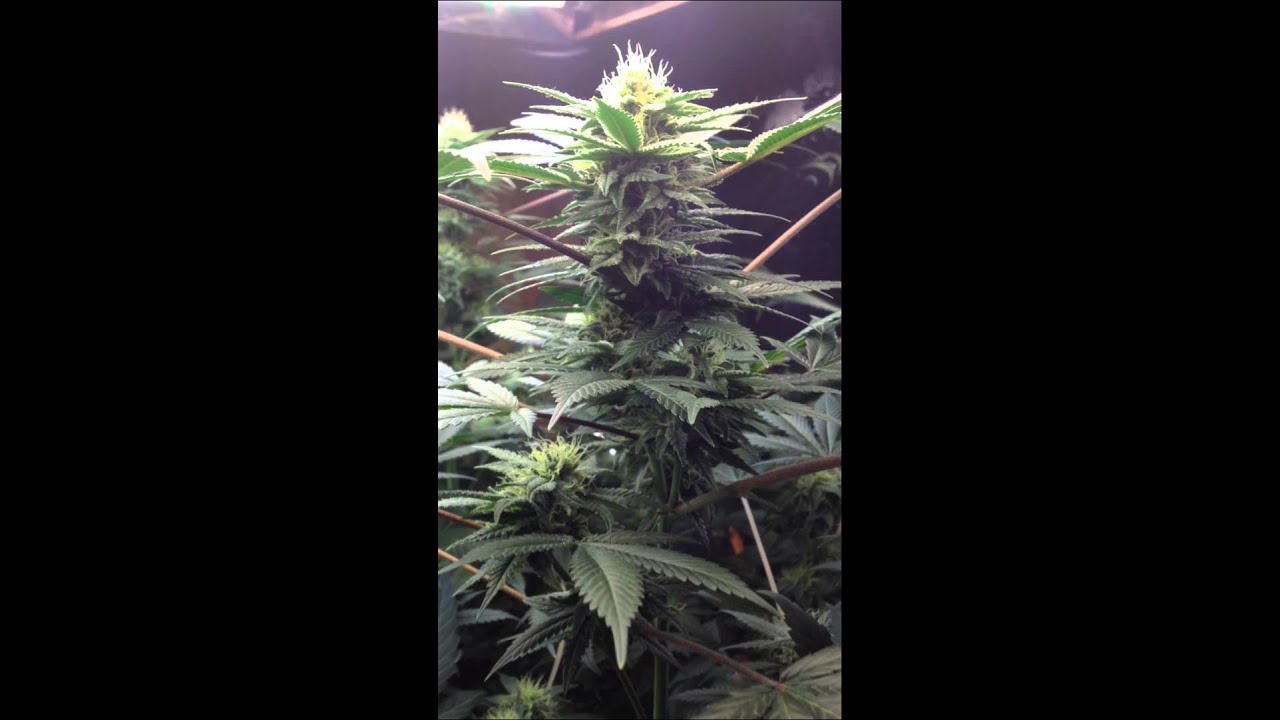 T5 grow week 6 in flower