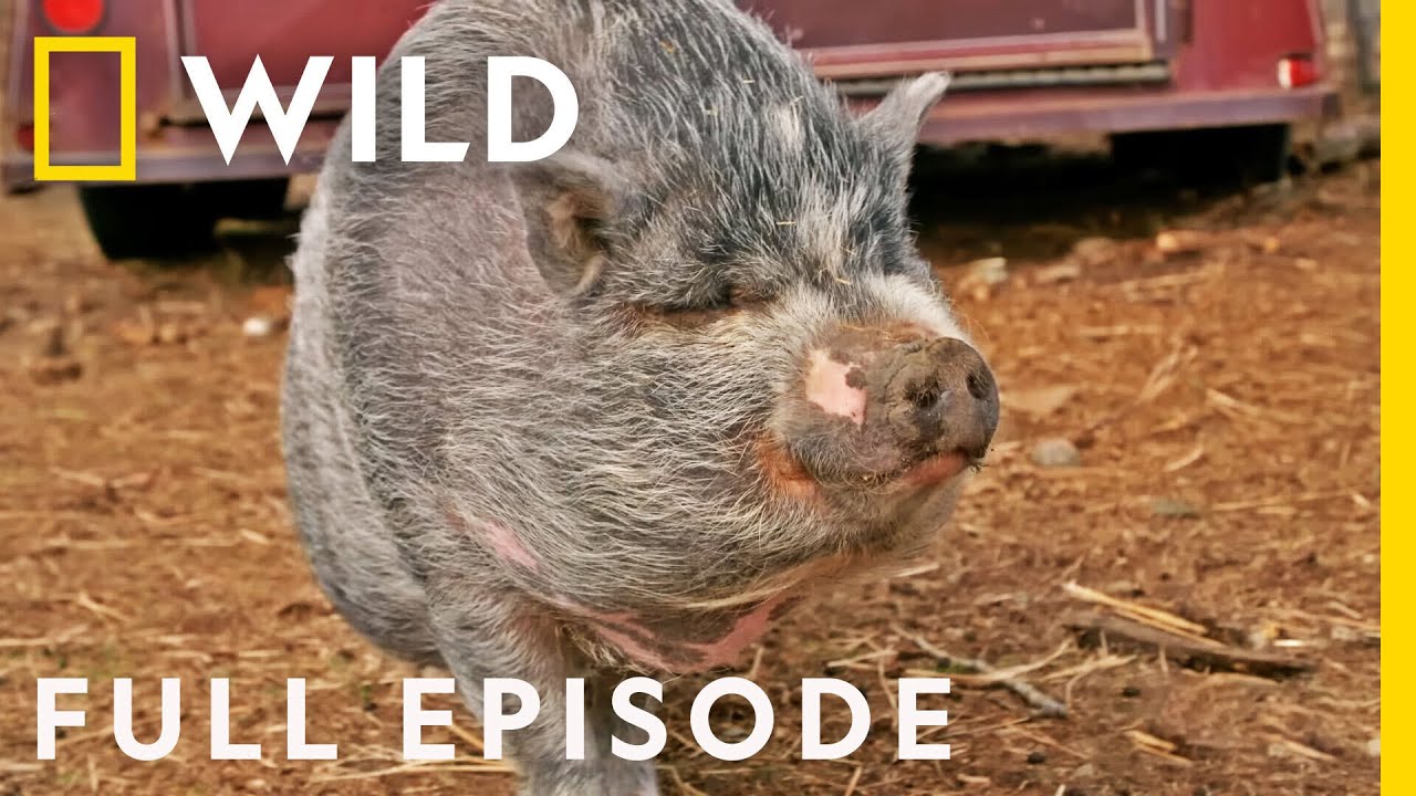 Sheep, Musk Oxen, and a Superhero Pig (Full Episode) | Dr. Oakley, Yukon Vet