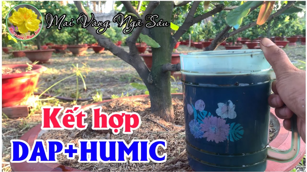Kết hợp phân DAP và Humic USA bón cho cây mai rất hiệu quả