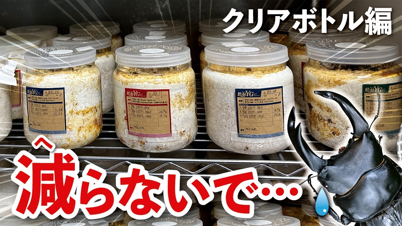 40g超えのオオクワガタ幼虫がヤバい！最後の菌糸ボトル交換！クリアボトル編