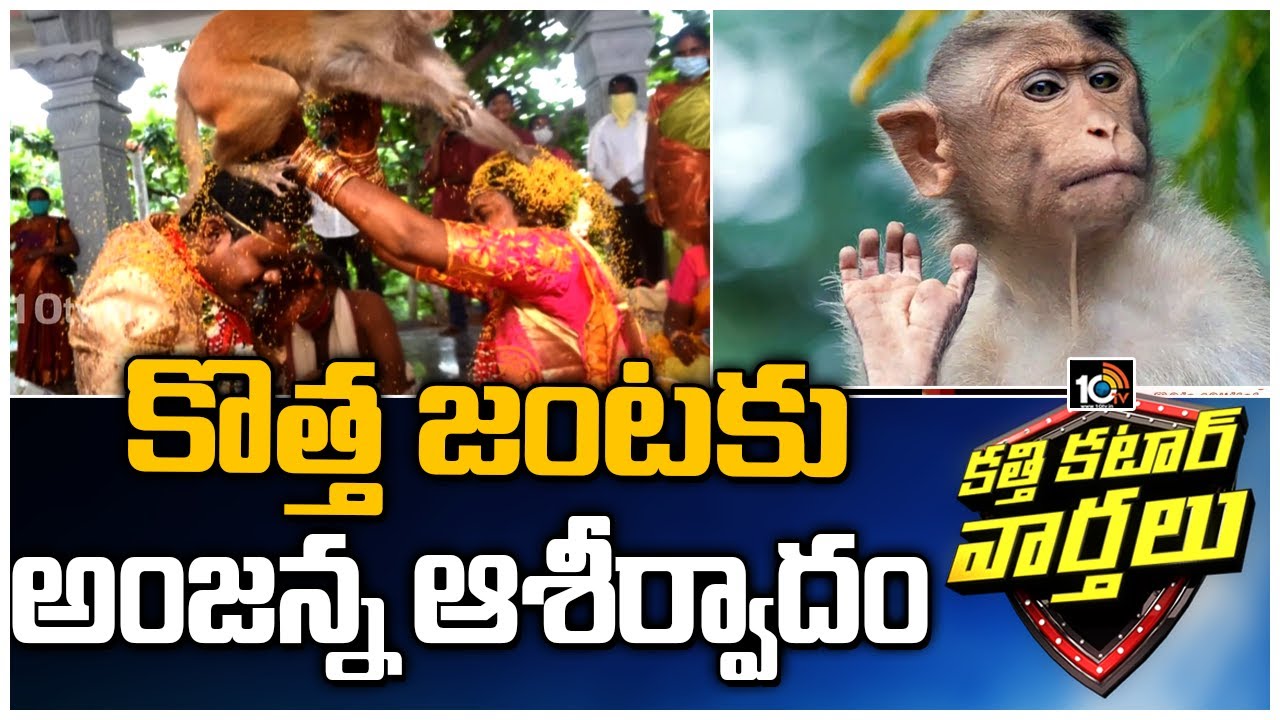 Monkey Wishes to Newly Married Couple in Malluri Narasimha Swamy Temple | Katti Katar Varthalu| 10TV