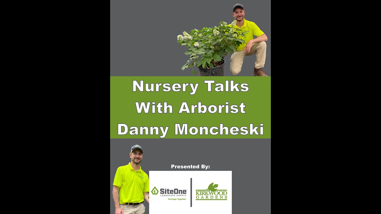 Silver Linden - Nursery Talks with Arborist Danny Moncheski