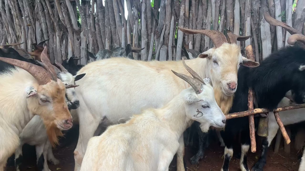 Manejo de Caprinos Reprodutores para o X Dia D!