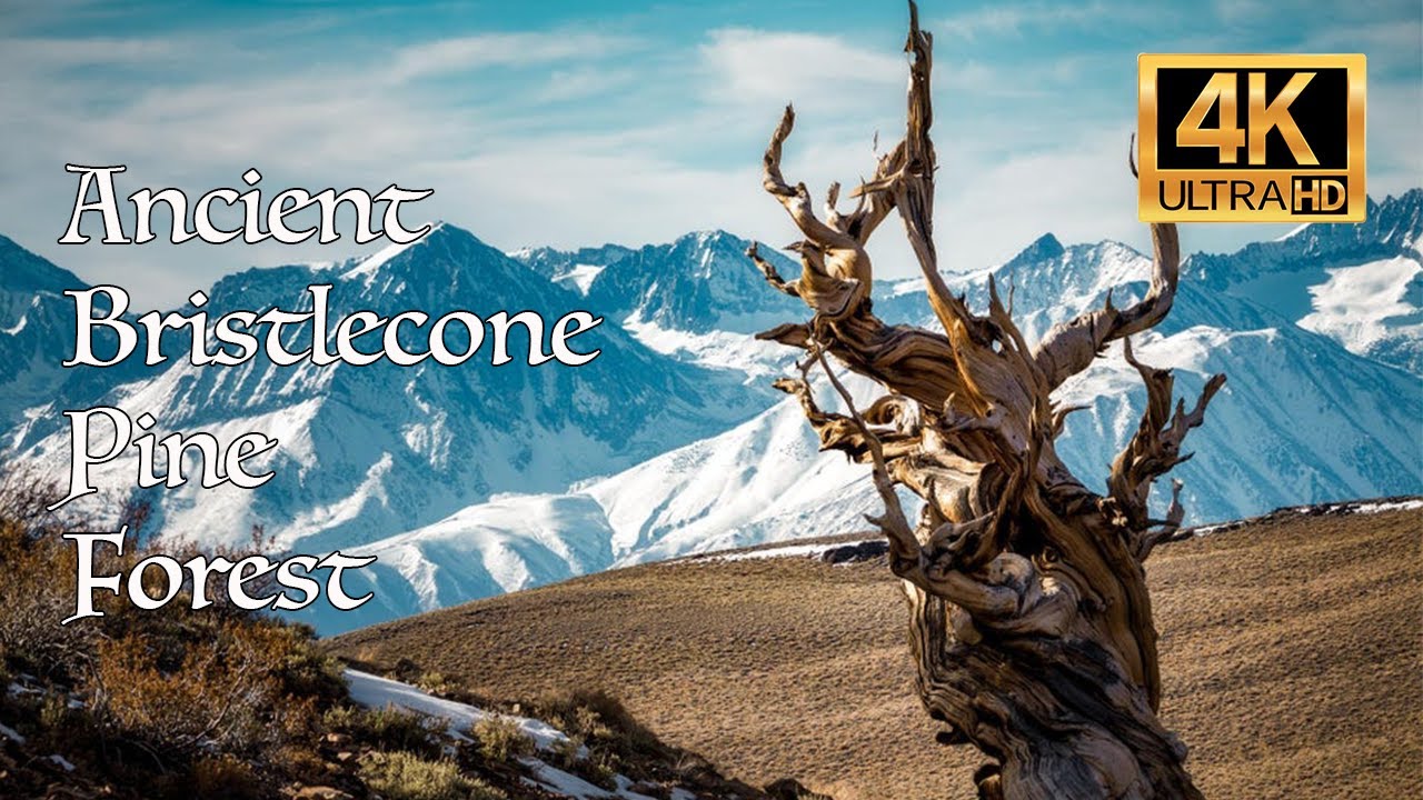 4K - Ancient Bristlecone Pine Forest Scenic Byway, Inyo National Forest