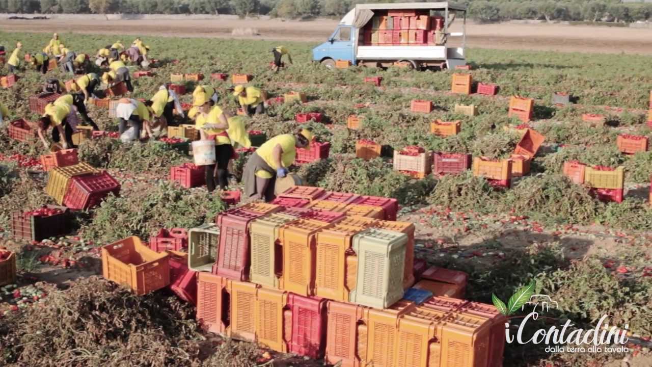 Filiera produttiva del Pomodoro Secco iContadini - Dalla terra alla tavola