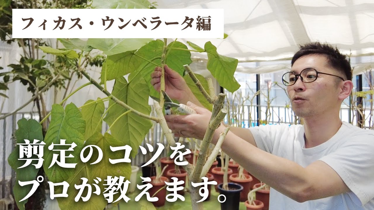 【観葉植物のプロが教える】元気の無くなったフィカス・ウンベラータを剪定してリフレッシュ！
