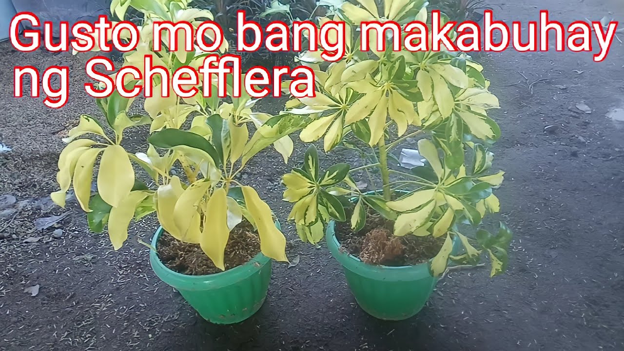 Gusto niyo bang makabuhay ng Schefflera pinaka epektibong paraan 100% mabubuhay.