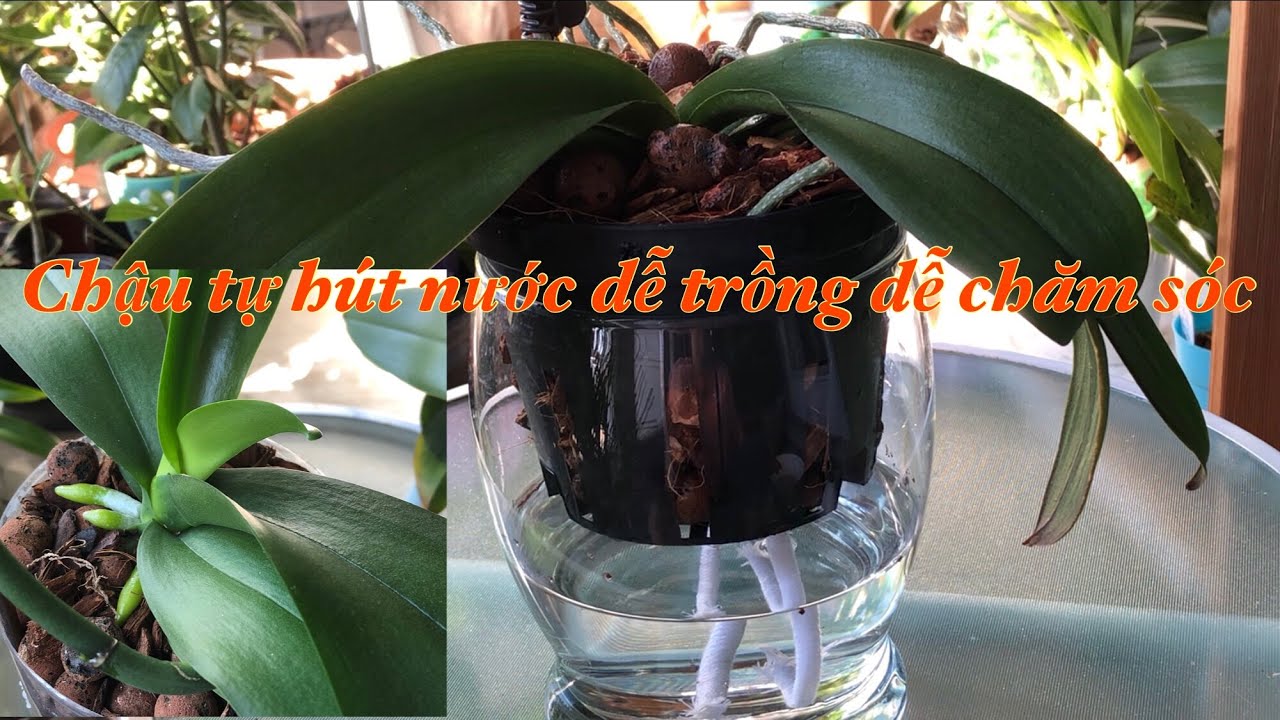 🇨🇦Trồng Lại Chậu Lan Hồ Điệp Bị Héo Lá Vào Chậu Tự Hút Nước Và Kết Quả Không Ngờ🌱
