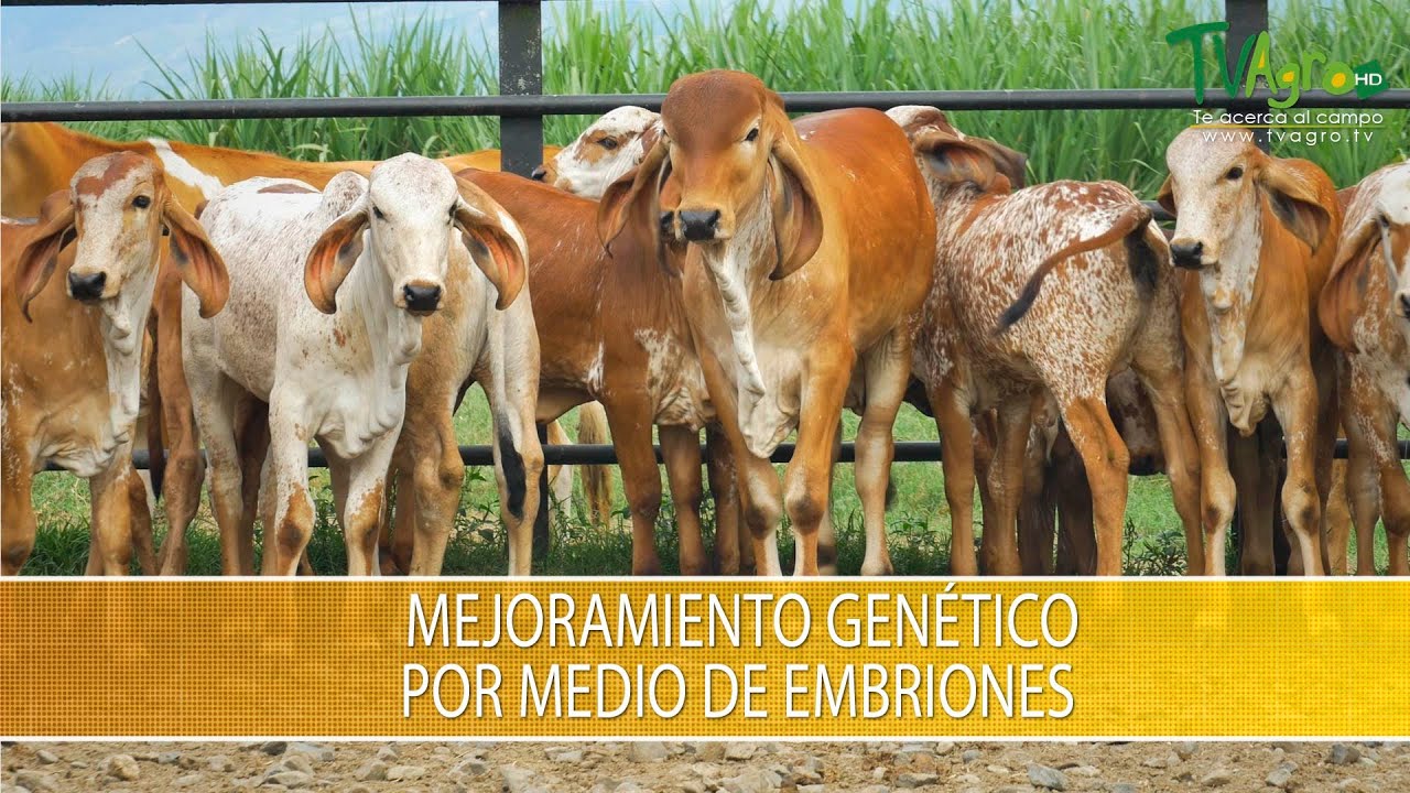 Mejoramiento Genetico por Medio de Embriones- TvAgro por Juan Gonzalo Angel Restrepo
