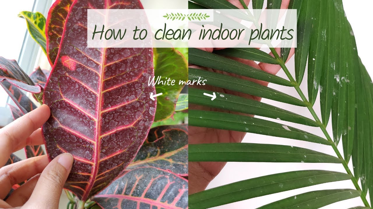 How to Properly Clean Indoor Plants | Garden Up