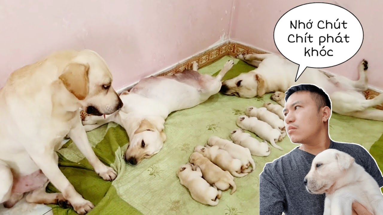 Củ Cải - Trầm Cảm Sau Khi Chia Tay Đàn Chút Chít, Xem Mà Rớt Nước Mắt