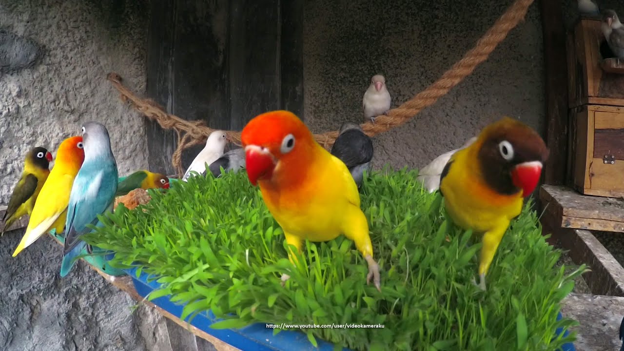Lovebirds Meal Time: Seed Grass - Sunday, January 3rd, 2021