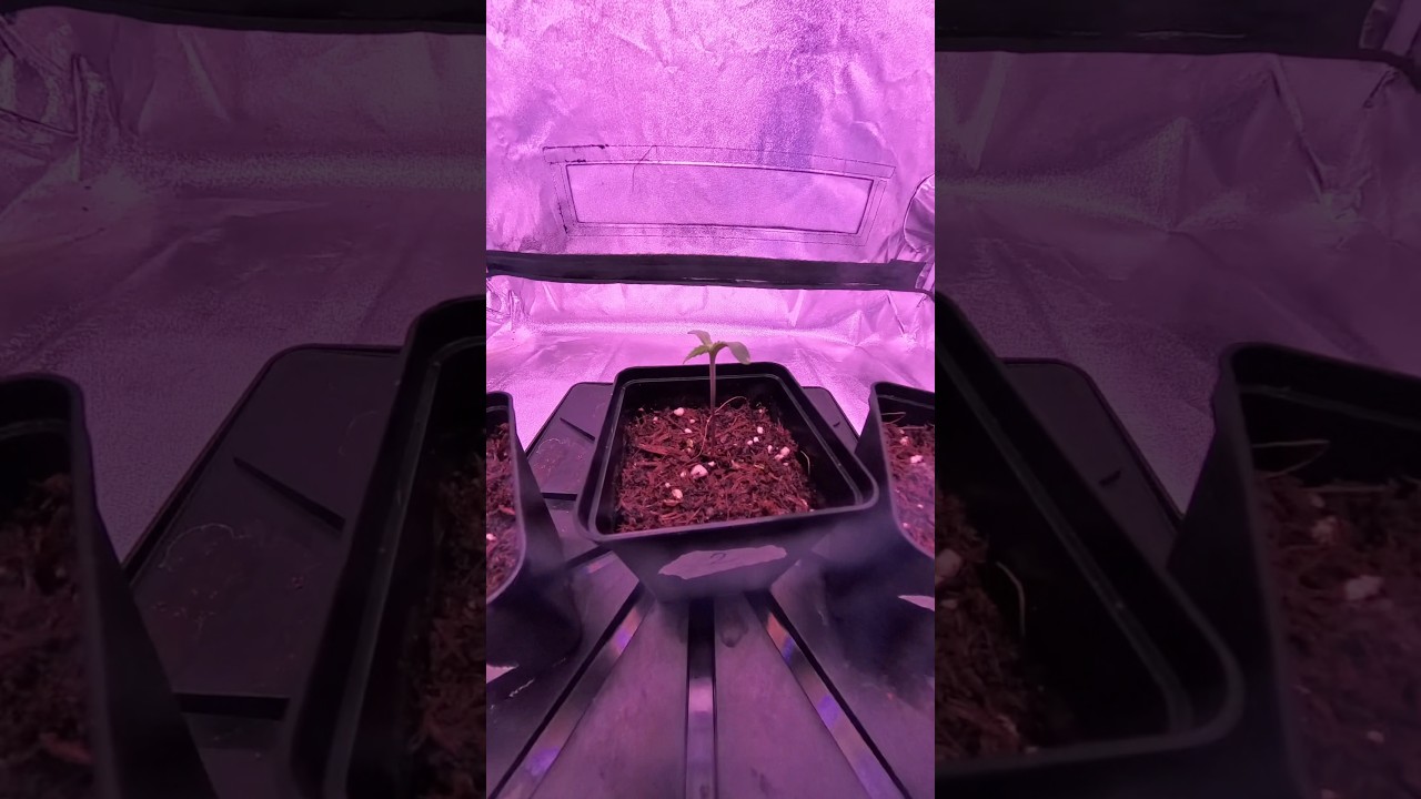 First leaves White Coco by Malpas.farm - Phenohunt 