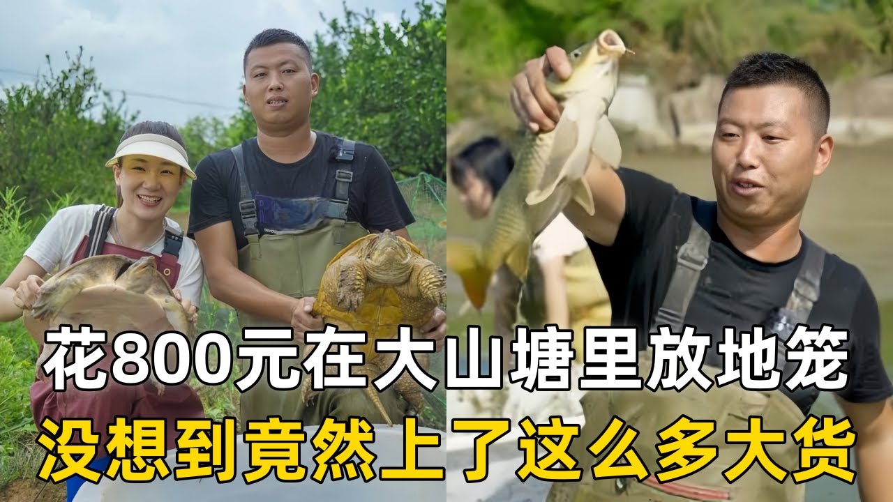 小飞哥花800元在大山塘里放5个地笼，没想到竟然上了这么多大货！｜花1500元包下个荒废的甲鱼塘，里面到底会有多少货？