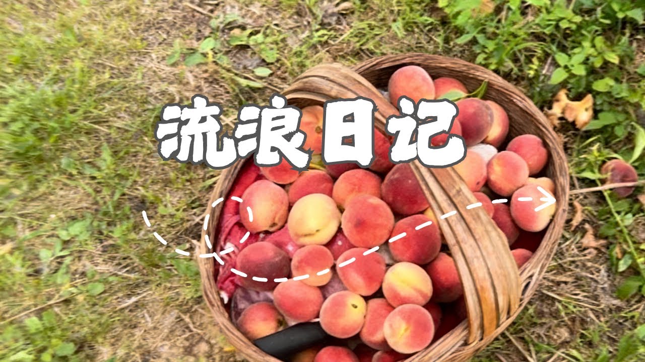 小希的流浪日记之夏夜奇遇！荒野扎营遇惊喜，虫鸣星光伴入眠，户外生存的浪漫谁懂 #野外生存 #流浪 #户外