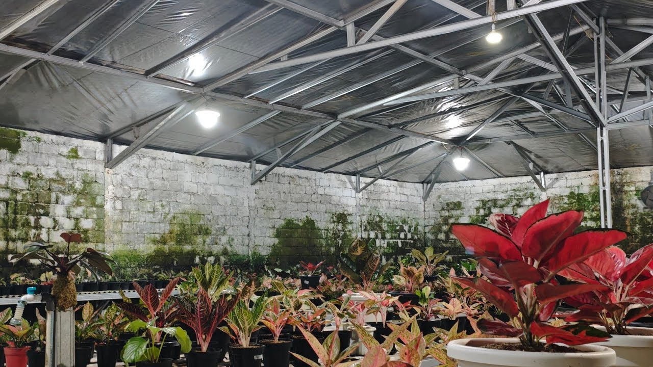 Tanaman Hias aglonema