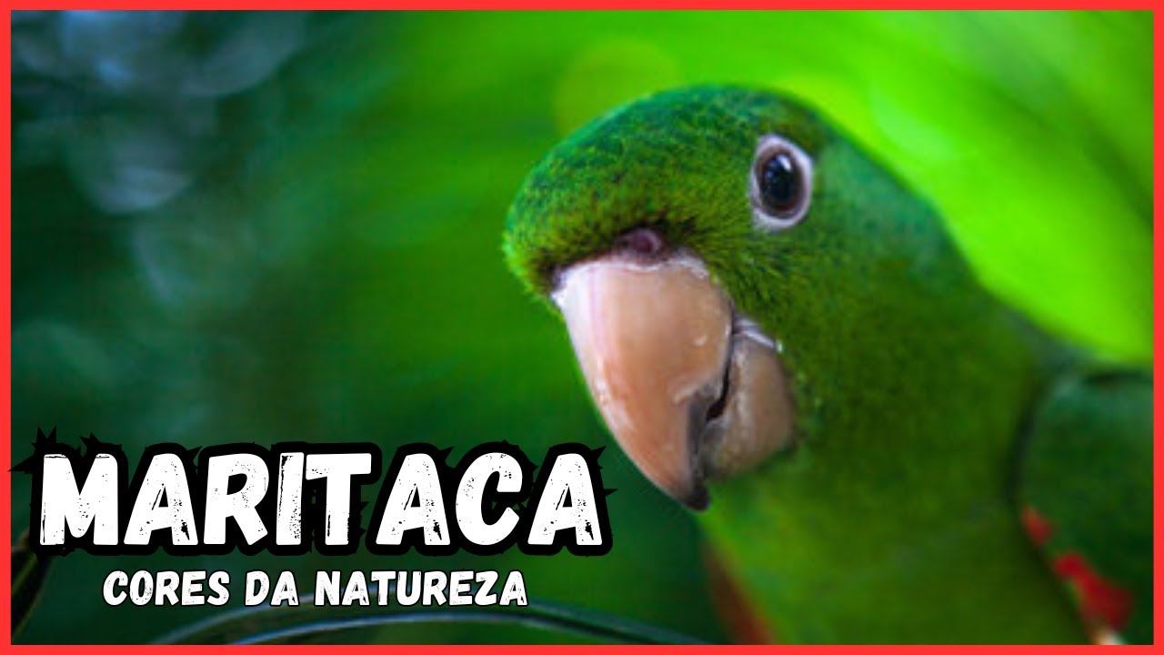 Maritacas - Cores da Natureza