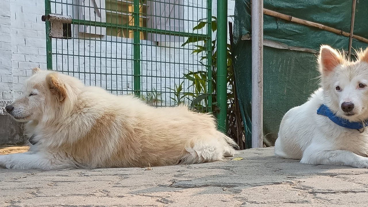 kya aapke pass koi idea hai better life ke liye#coco#dog#dogs#yt#live#beautiful family