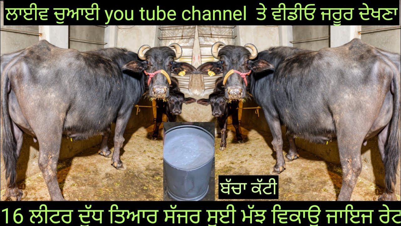 #ਸੱਜਰ ਸੂਈ ਮੱਝ ਵਿਕਾਊ 16 ਲੀਟਰ ਦੁੱਧ ਤਿਆਰ  one buffalo for sale #best #qulity #top #bufflo #viralvideo 