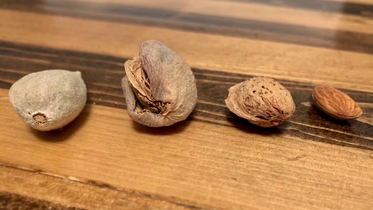 Hulling And Shelling 8lbs Of Fresh Almonds