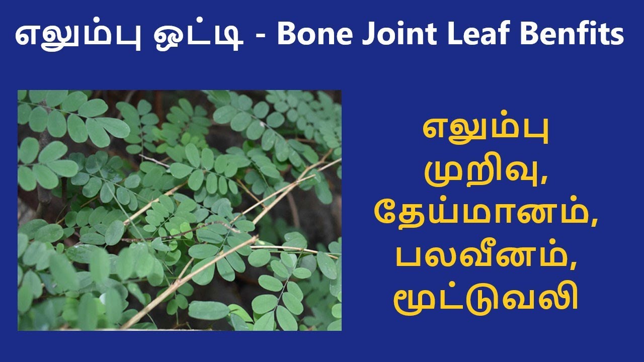 Elumbu Otti | Bone Joint Leaf | Benefits in Tamil #siddhamedicine #fracturerecovery #bones #tips