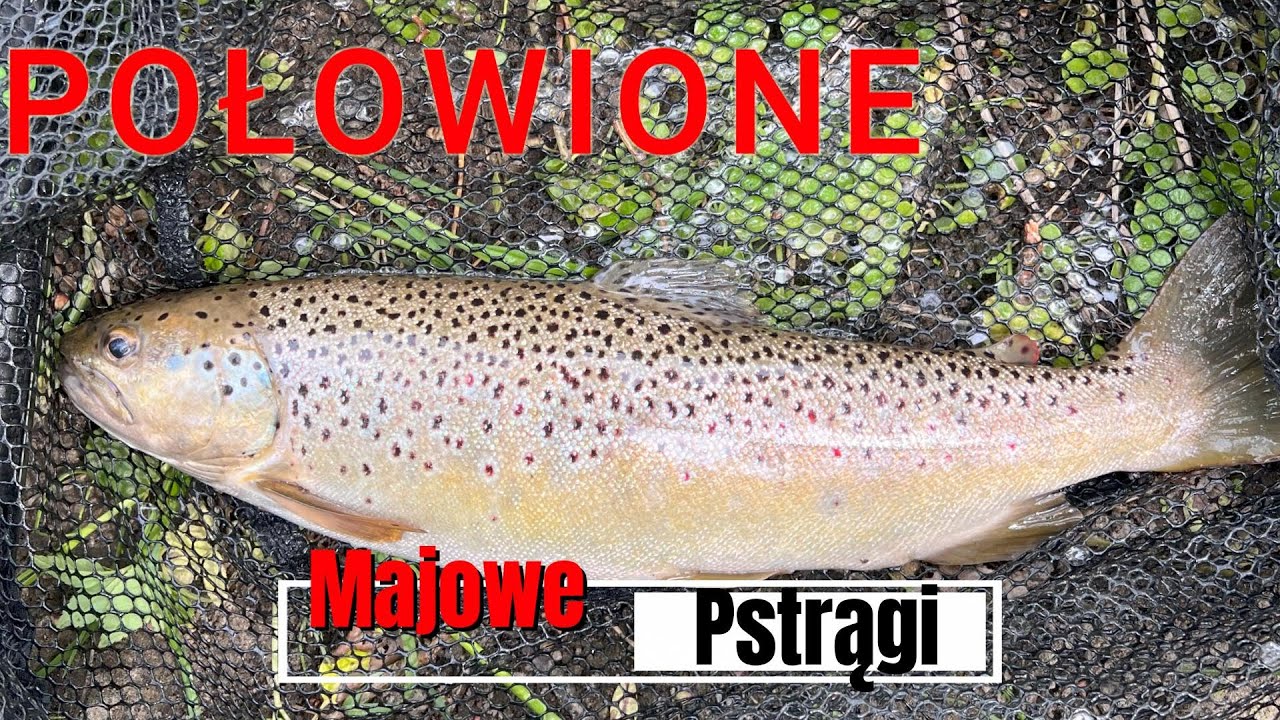 Majowe Pstrągi !!! Wędkarstwo Spinningowe | Pstrągi w Maju