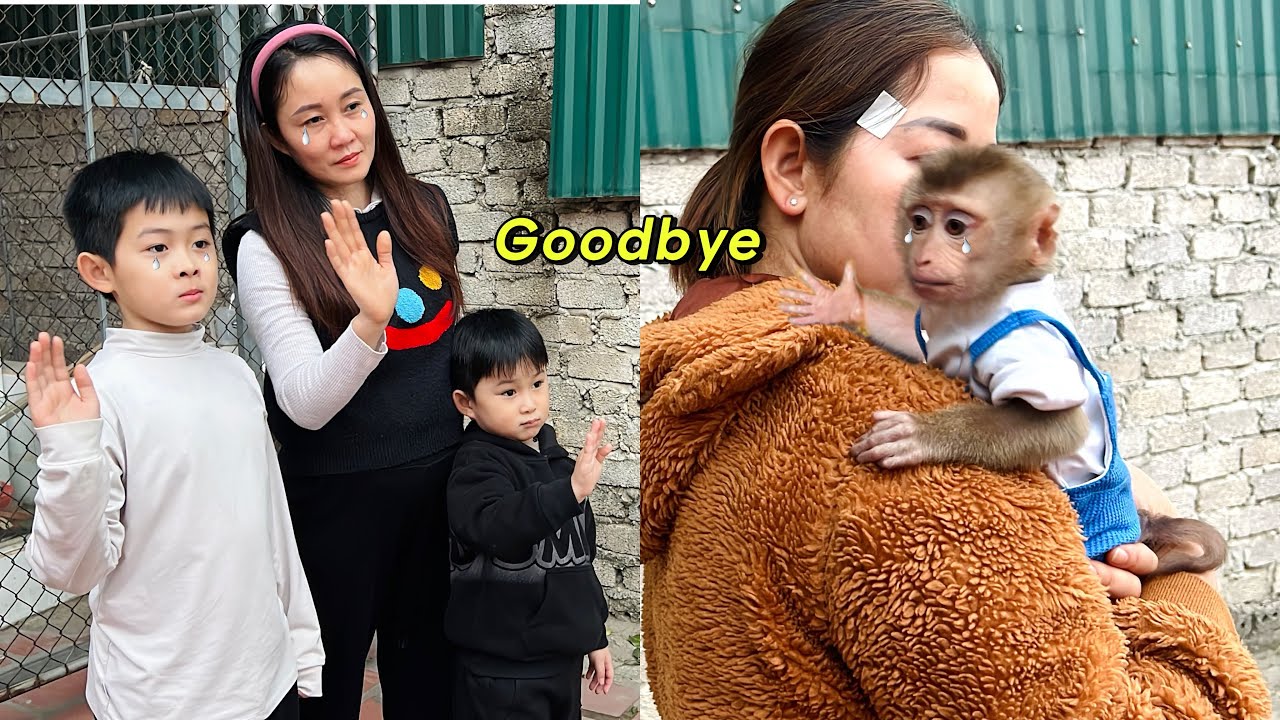 Monkey Tina emotional journey back to her old home