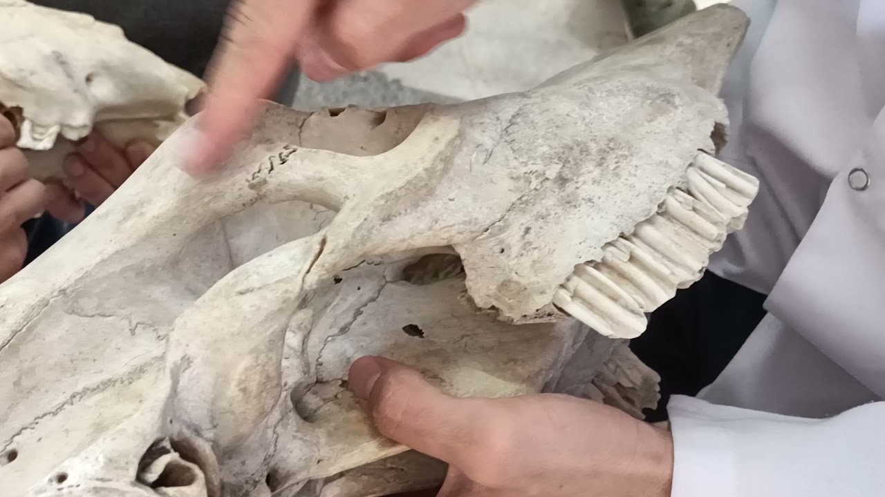 Veteriner Anatomi - Cranium 2 (Splanchnocranium)