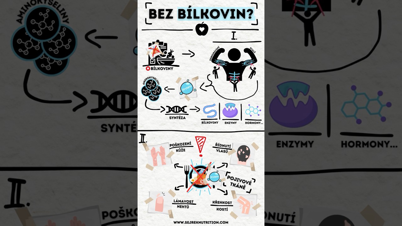 CO BY SE STALO, KDYBYCHOM PŘESTALI JÍST BÍLKOVINY? 