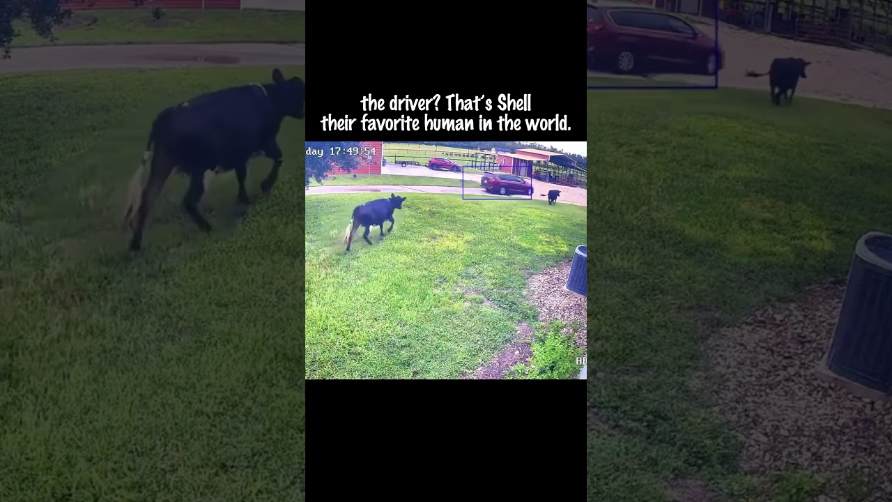 The best welcome committee!! 🐮🐶🐮