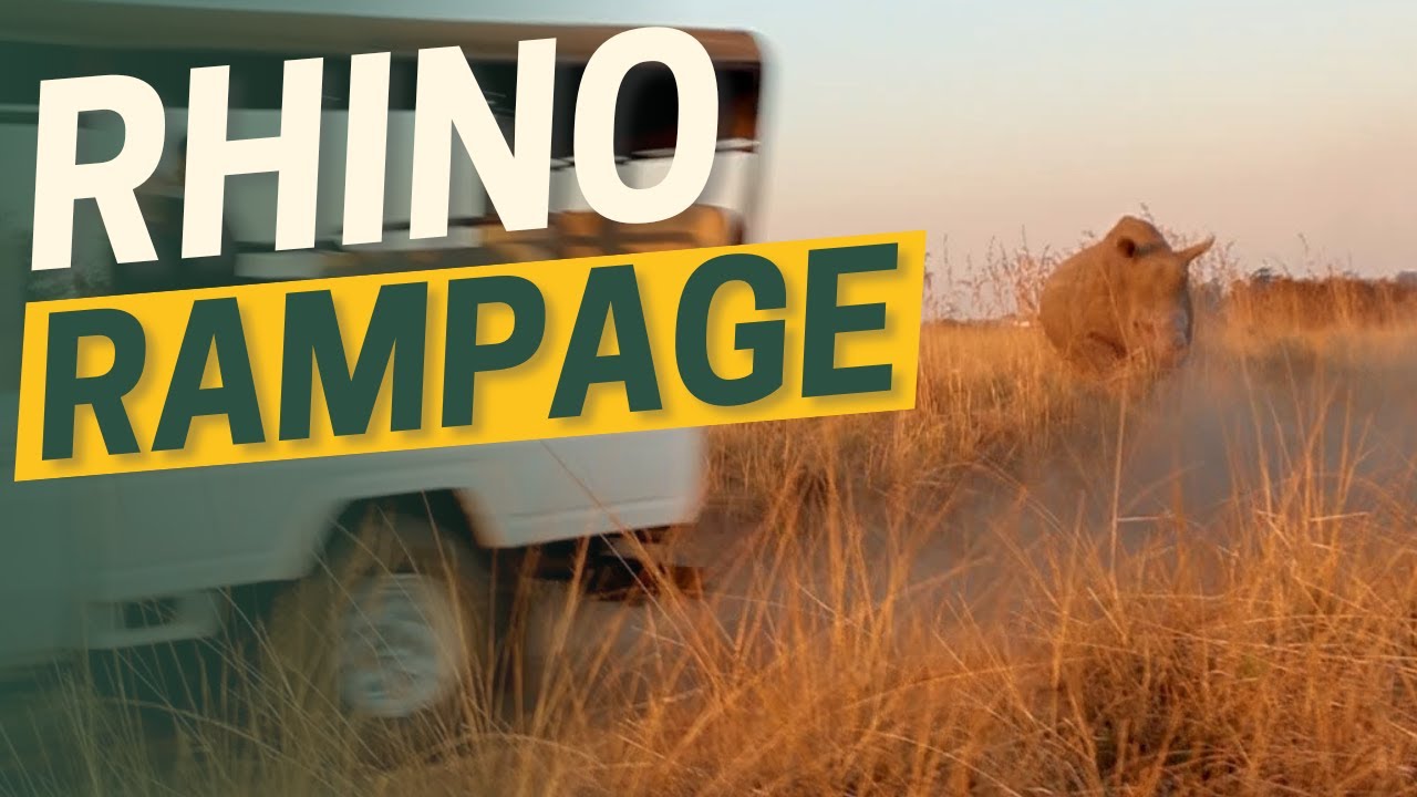 Rhino Rampage: Epic Rhino Encounters at Tala Game Reserve 🦏