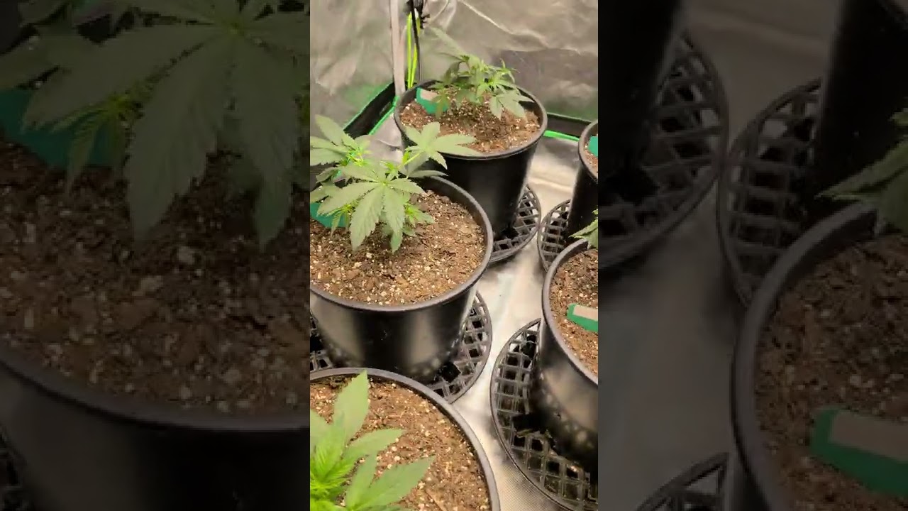 The Autoflowering Cannabis Light Issue?