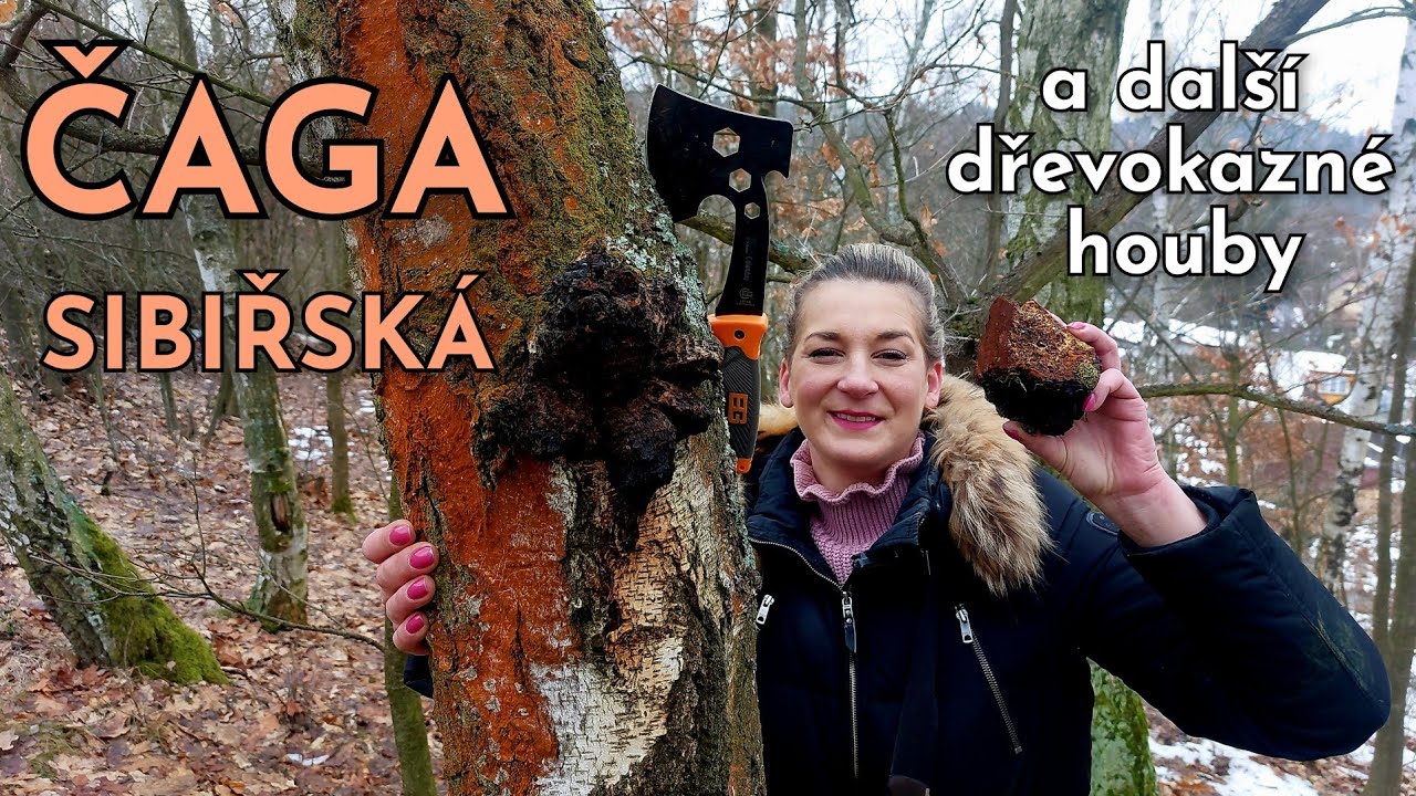 Čaga sibiřská a další dřevokazné houby. Houbaření na Karlovarsku 8. + 9.2.2026
