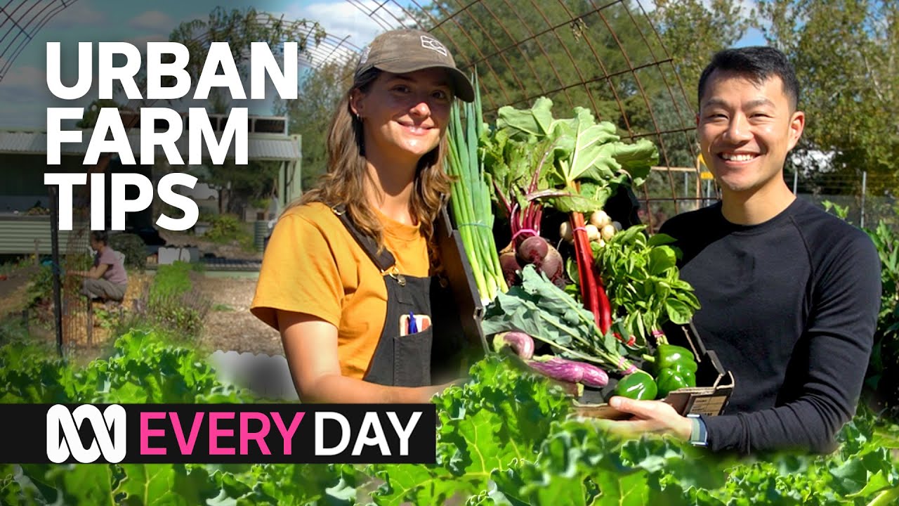 This urban farm makes a tonne of veggies every year 💗🌱 | Everyday | ABC Australia