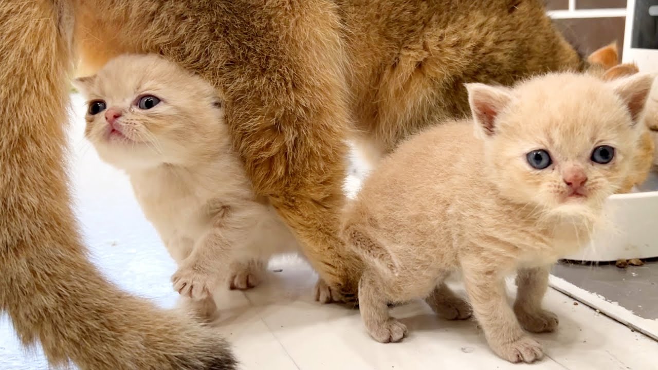 Котята громко мяукают и требуют молоко мамы кошки, а не учить их есть