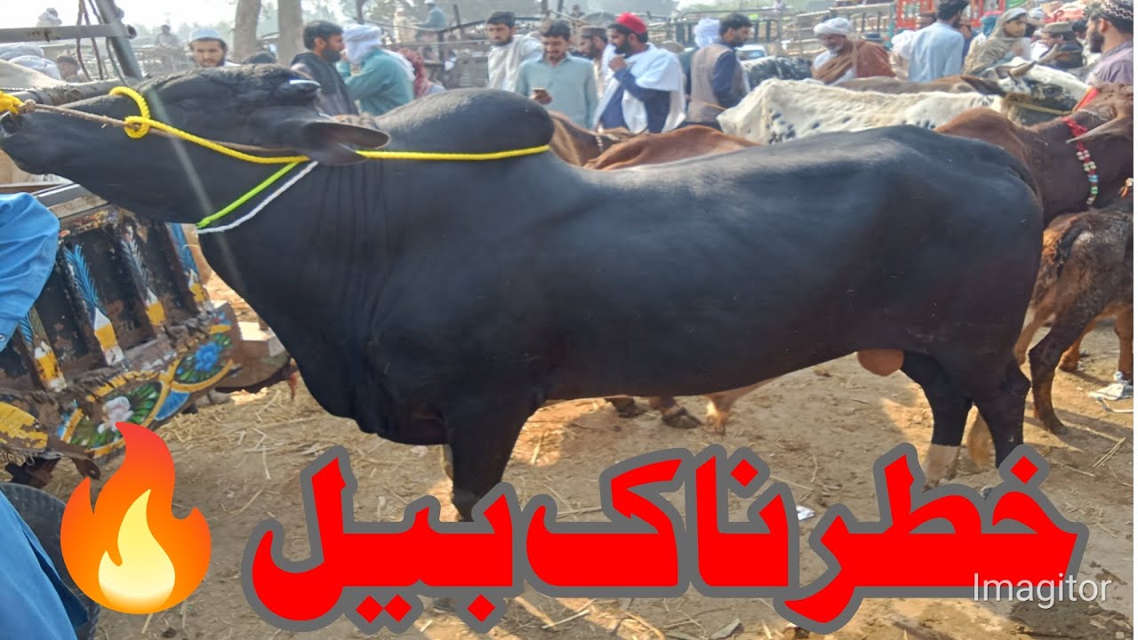 Desi Sahiwal Cholistani Bachre Qurbani 2026 | Qureshi mor dikhan Cow Mandi | Desi Shauk | qurbani ke