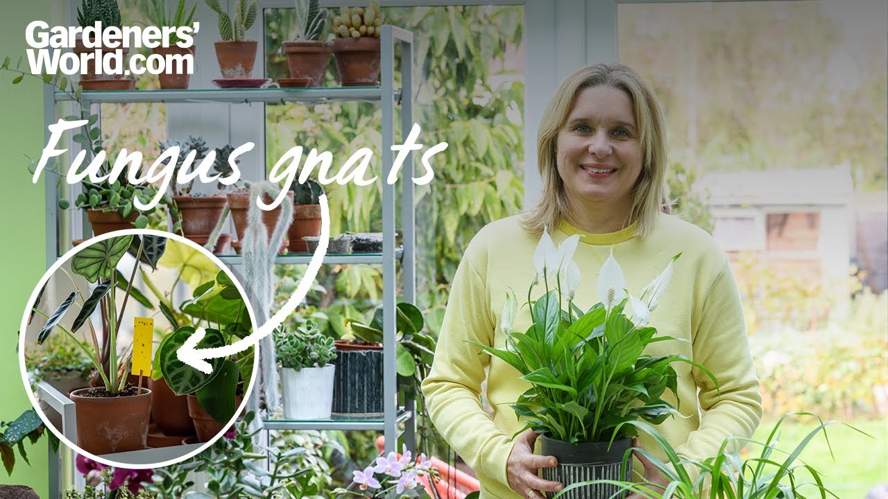 Expert ideas for getting rid of HOUSE PLANT FLIES, aka fungus gnats, on your house plants