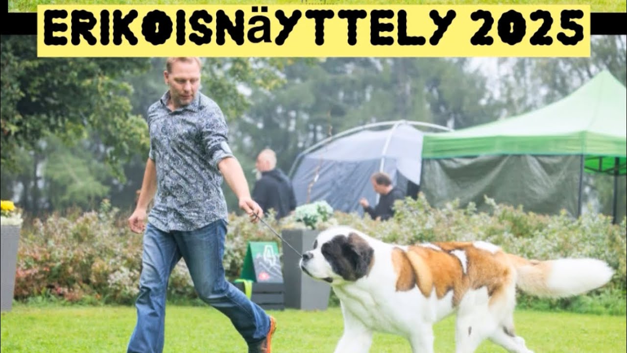 Bernhardinkoirien 50-vuotisjuhla erikoisnäyttely 31.08.2025