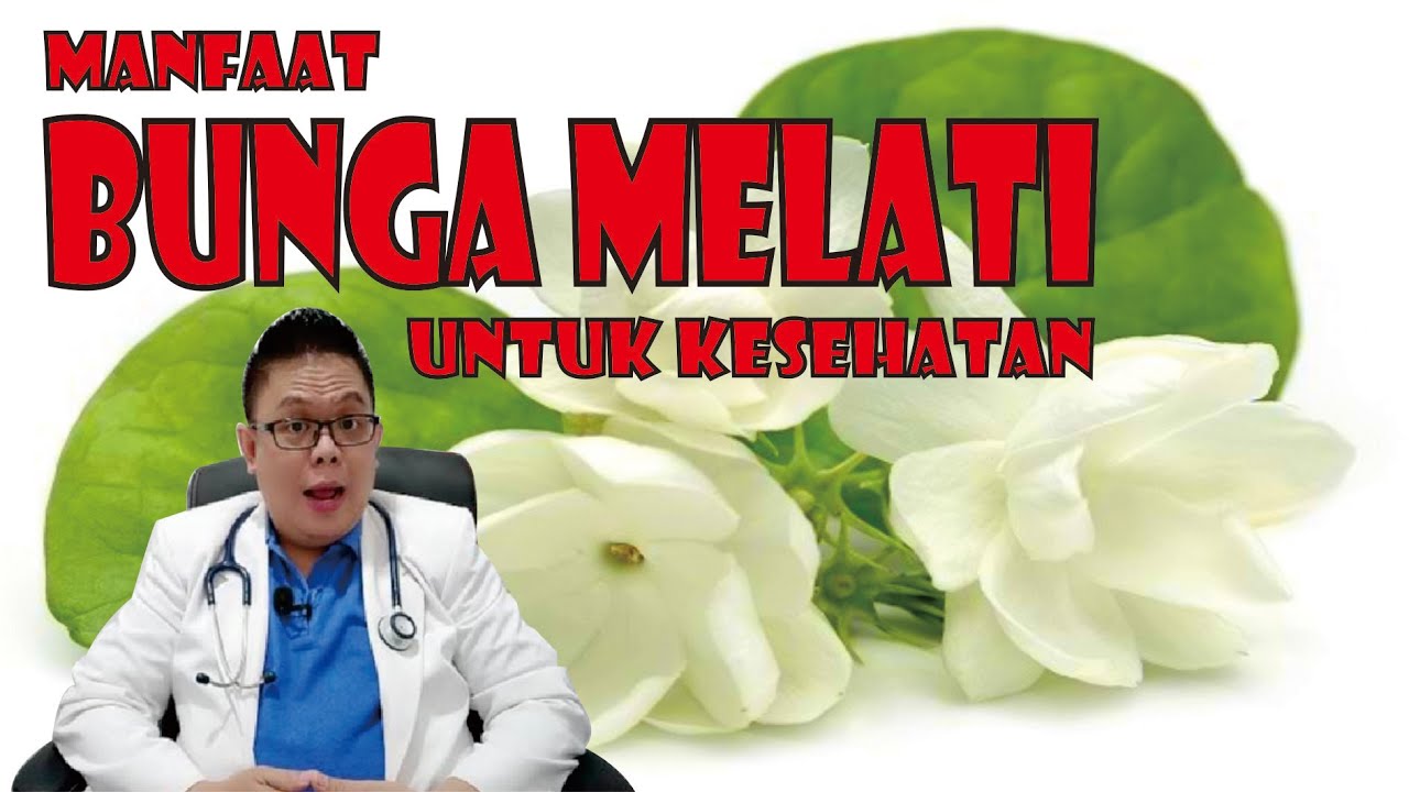 MANFAAT BUNGA MELATI UNTUK KESEHATAN DAN CARA MENGOLAHNYA