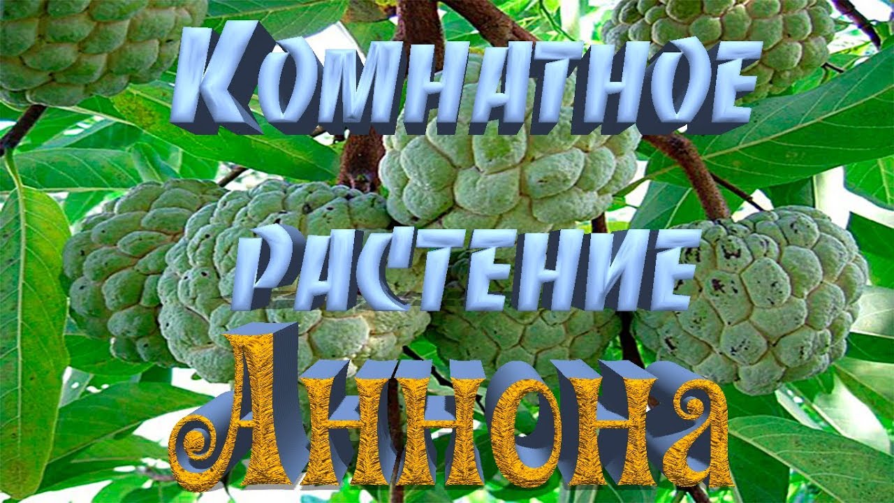 Как в домашних условиях вырастить Аннону