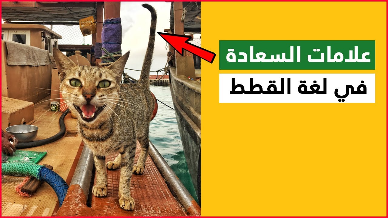 10 علامات للسعادة في لغة القطط