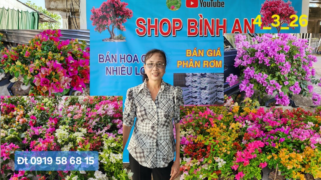 Ngày 4_3_26 nhà vườn Bình An tiếp tục giao lưu nhiều loại hoa giấy giá rẻ