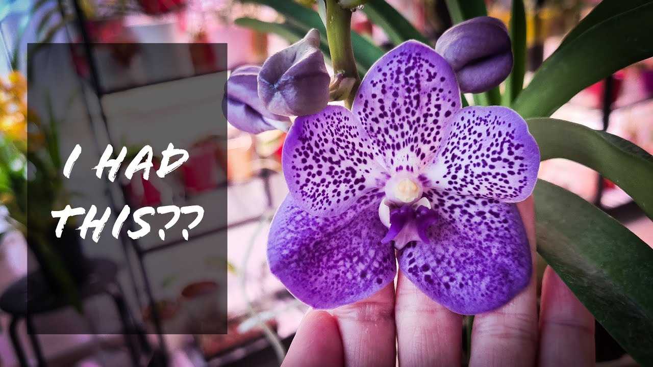 Orchid Updates January 2022 - Dimorphorchis, algae covered Vanda, Coelogyne, Laelias & more!