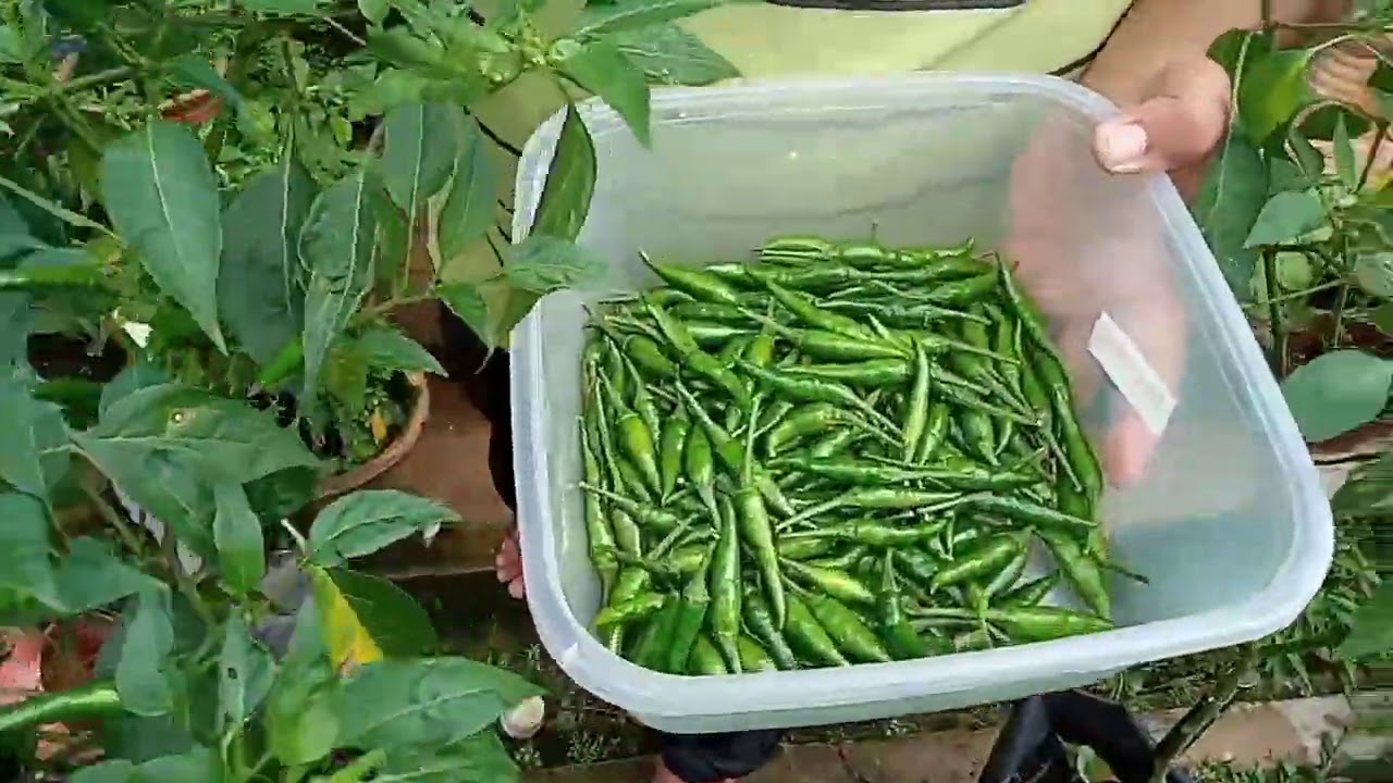 Jom tengok saya tuai cili | lets see us harvest cili - Little Kebun